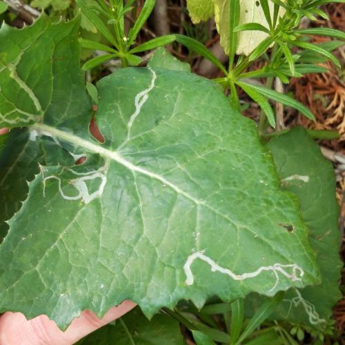 Phytomyza sp.